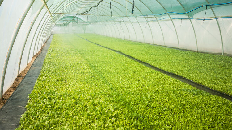 Торговый безвиз отменили только для аграрной продукции. Фото: Минагрополитики