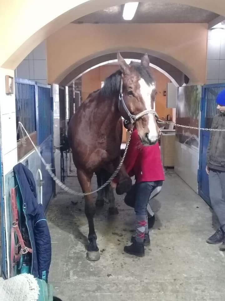 В Метелкино погибли все лошади конного клуба