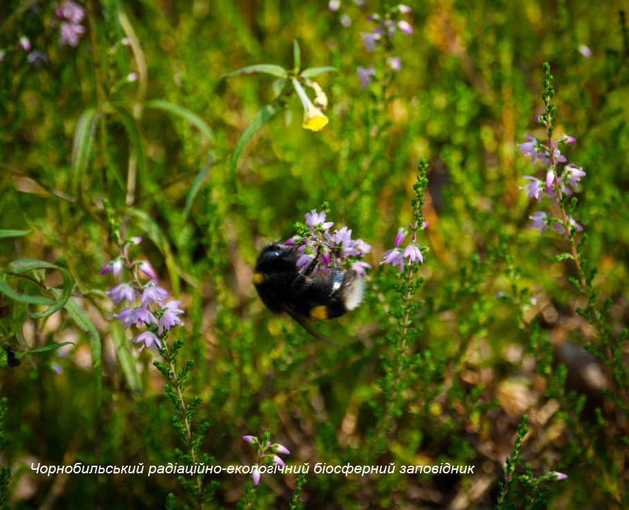 Растения в заповеднике