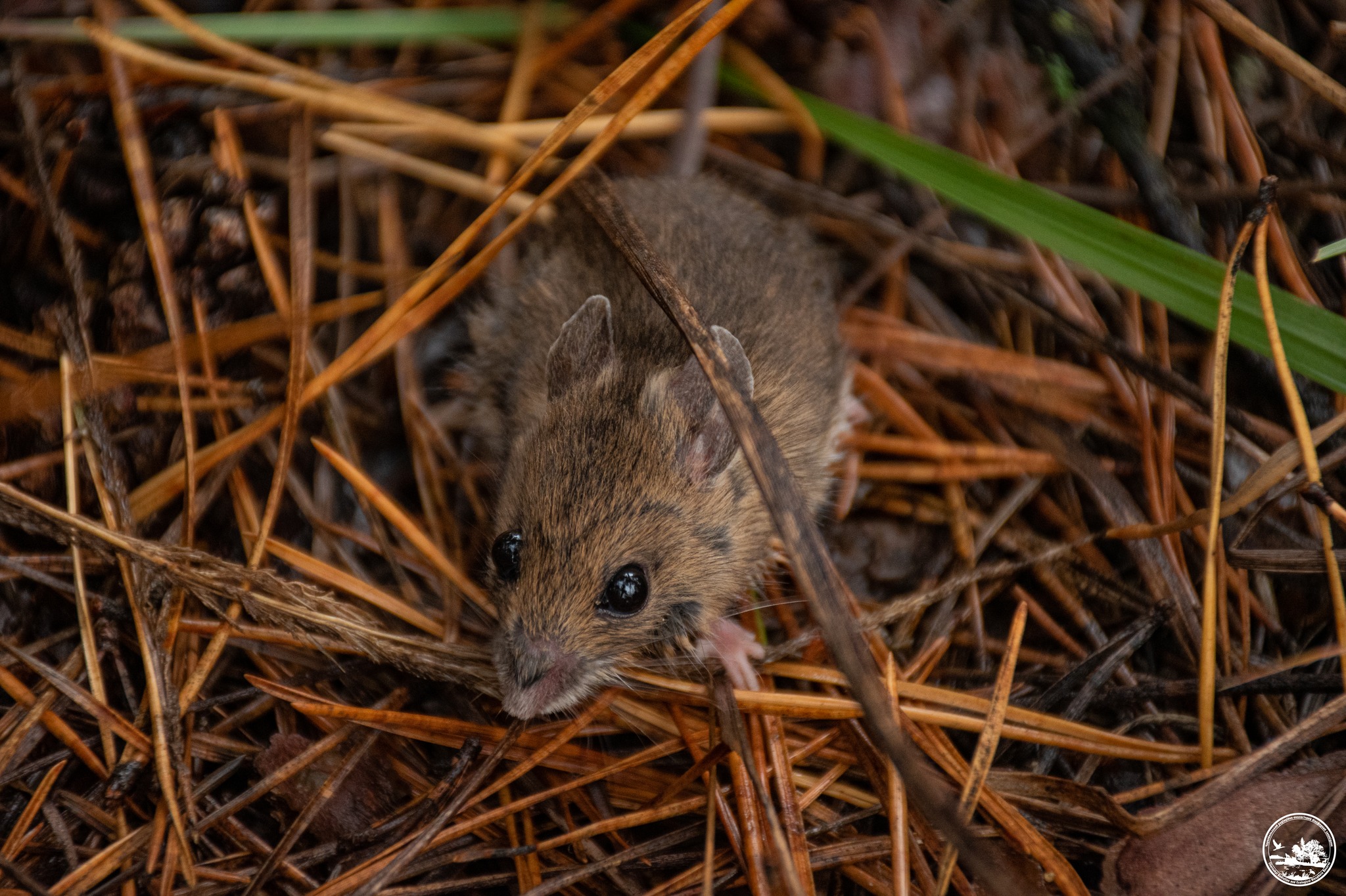 Мышь крупным планом