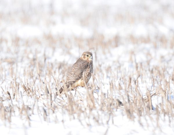 Дербник, фото 1