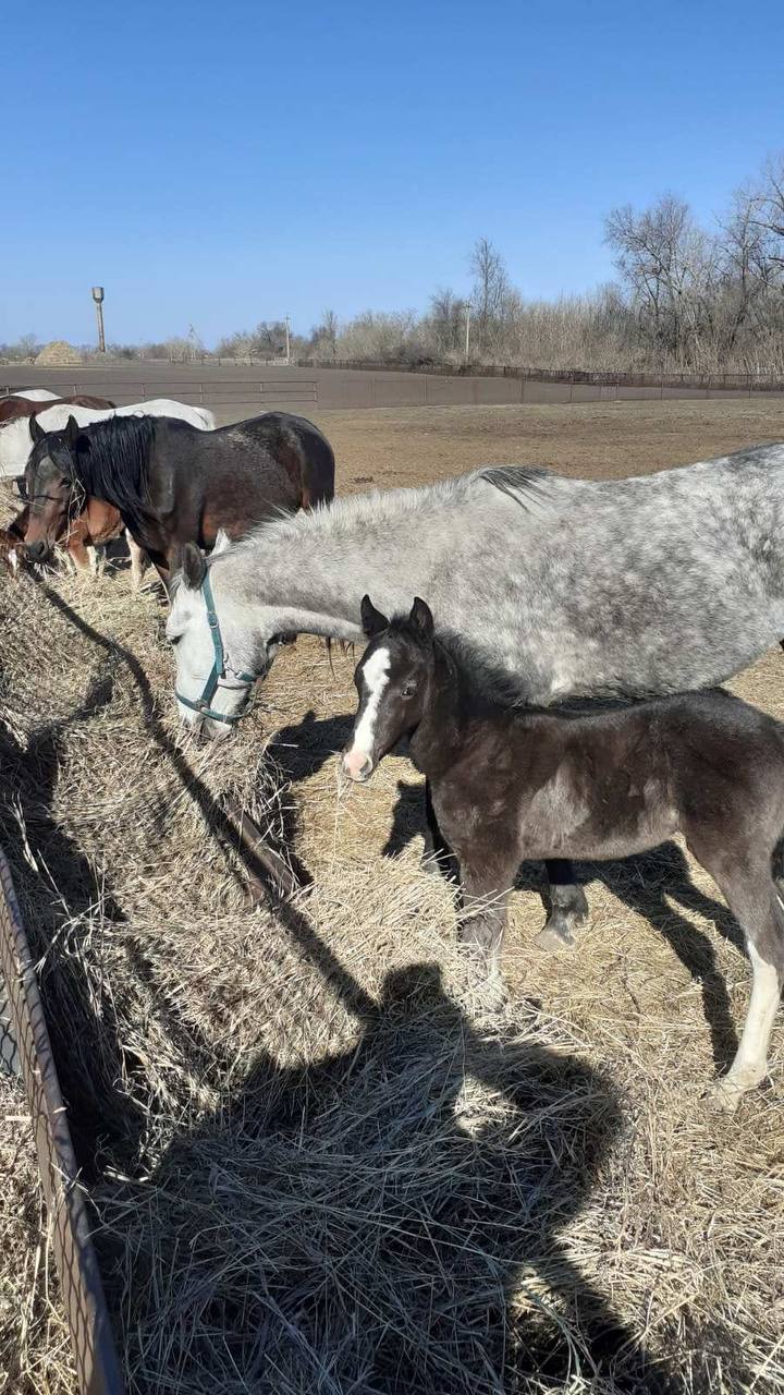 Конный завод