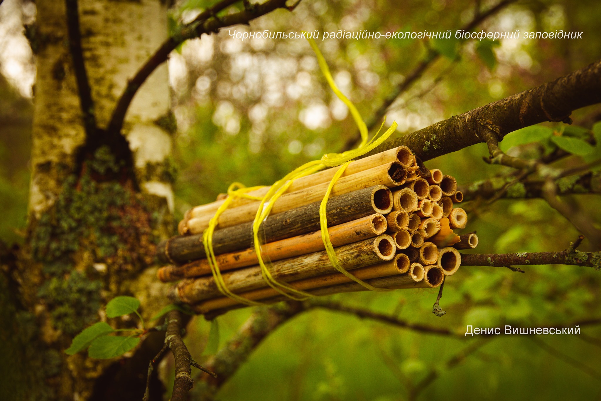 Гнездо для ос