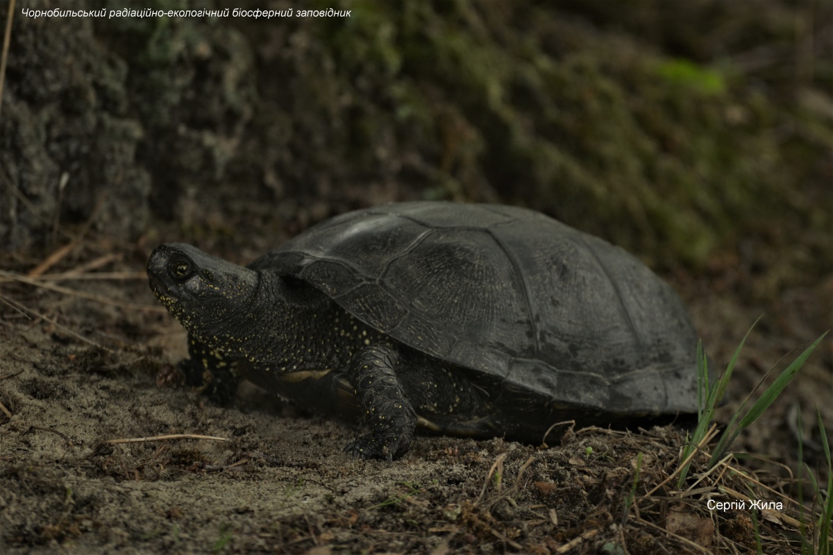 Черепаха на суше