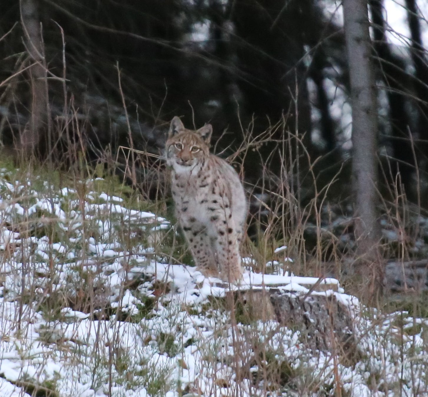 Рысь в Карпатах. Фото: Facebook / Мирон&nbsp;Марецкий