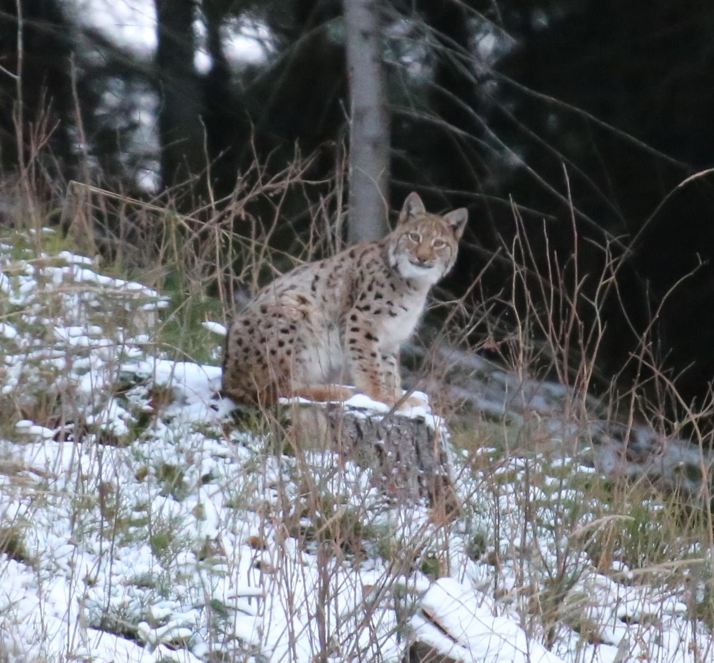 Рысь в Карпатах. Фото: Facebook / Мирон&nbsp;Марецкий
