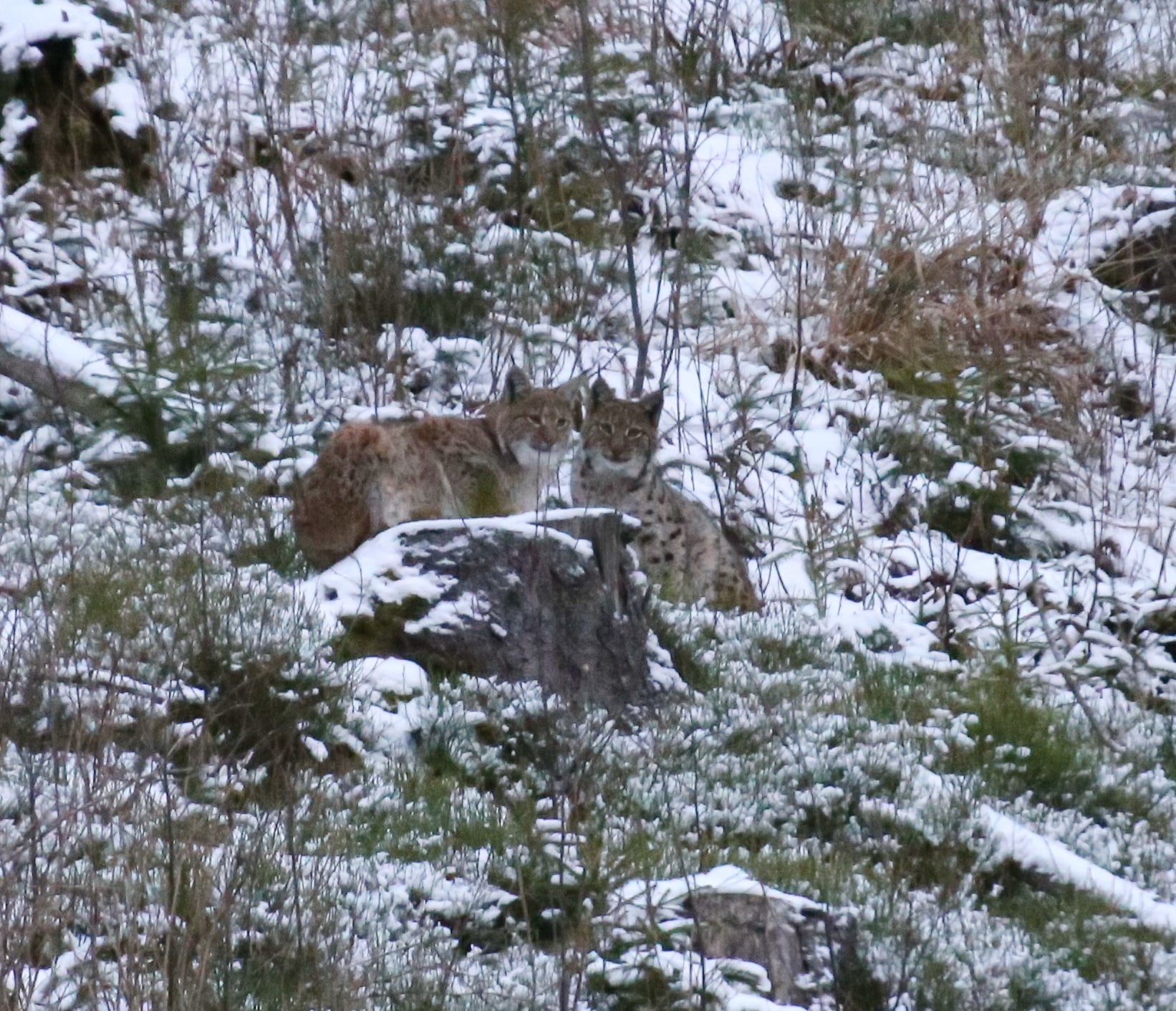 Рысь в Карпатах. Фото: Facebook / Мирон&nbsp;Марецкий