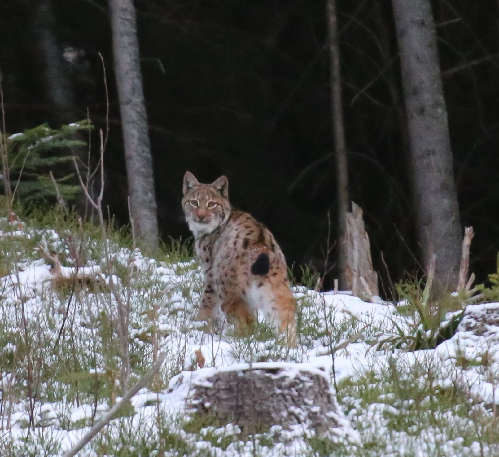 Рысь в Карпатах. Фото: Facebook / Мирон&nbsp;Марецкий