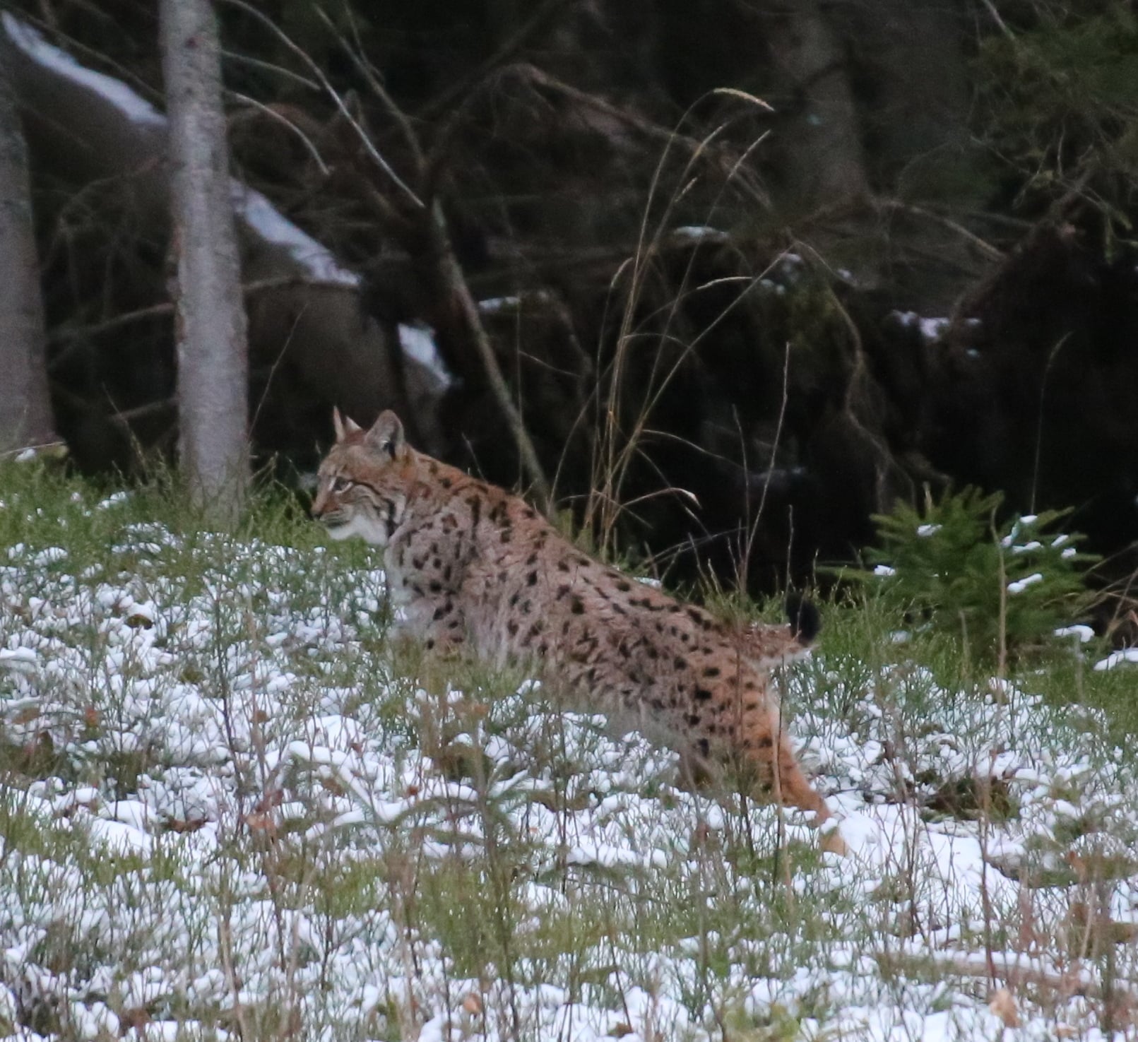 Рысь в Карпатах. Фото: Facebook / Мирон&nbsp;Марецкий